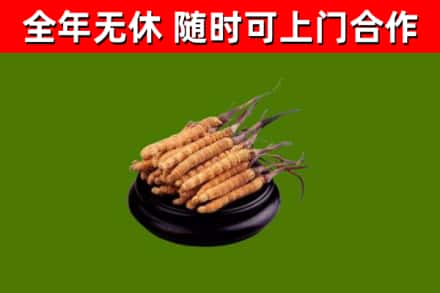 阿坝州回收冬虫夏草