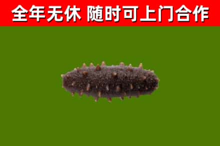 阿坝州回收海参干